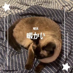 昆明湖cover后弦