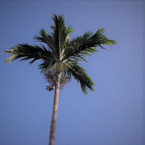 Olive（sample from 齐豫-橄榄树）