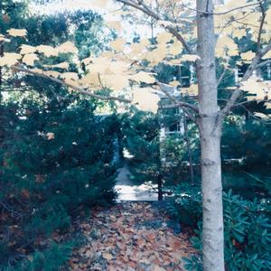 Is it Christmas?? (feat. Will Barsam)