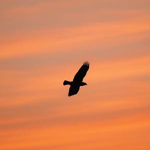 BIG BIRD (feat. ASH)