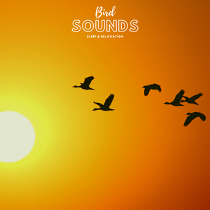 Bird Sounds