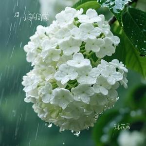 琼花雨