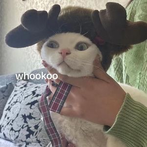 在树上唱歌