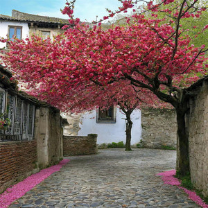 但我始终认为你是最好的