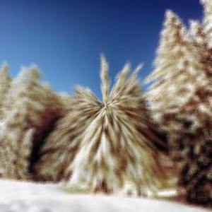 Parathyroidectomized