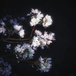 Effloresce