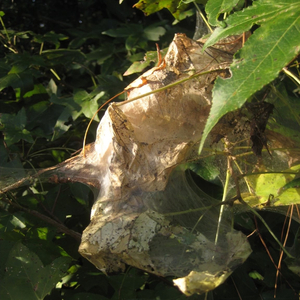 Suicide Tuesday (feat. Heavn)