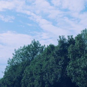 我想陪你一起变老 (治愈纯音乐)