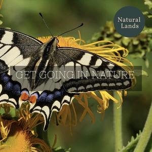 Blue Feathered Birds