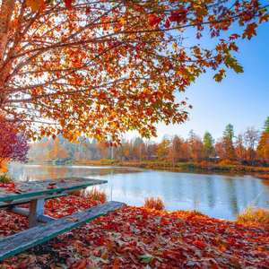 你的深情我的泪 伴奏