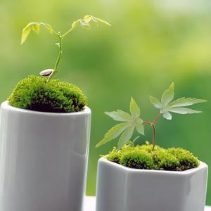 莫斯科没有眼泪