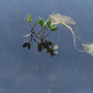 tide (feat. idatherese)