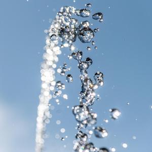 Searching in the Forest