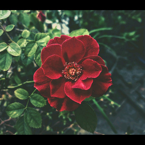 Star Flame 星火 (feat.冷陌)