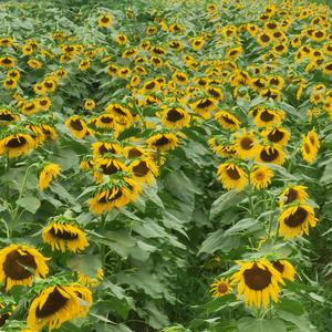 《404情书备份》