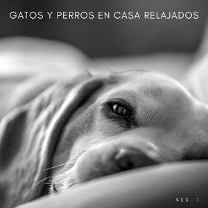 Música Para Cachorritos