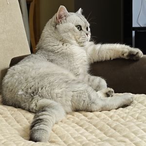 偷心（AC remix）