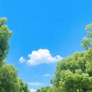 海棠竹马