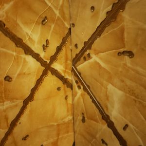 盆栽【原唱：Jony J】