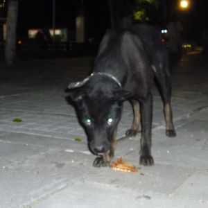 从不改过自新！