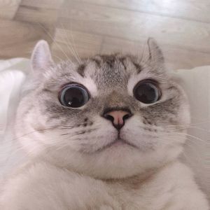 只只