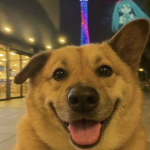 夏日的惬意时光