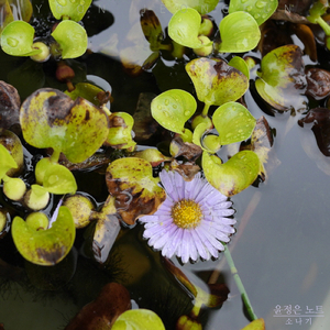 소나기 Rain