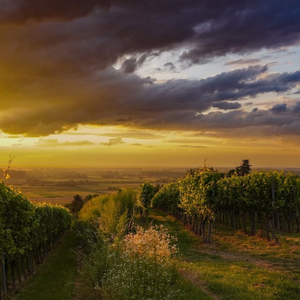 Jj Angel Love, My Neck Mengkane