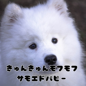 きゅんきゅんモフモフ・サモエドパピー