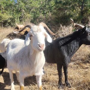 五个人一起吃饭