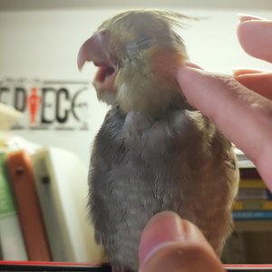 make you feel my love钢琴曲