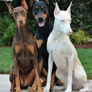 Take A Slice Glass Animals (sped up)