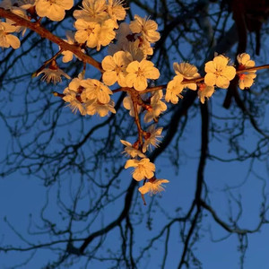 杏树花 于昊洋