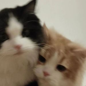 爱是你脖上的项圈