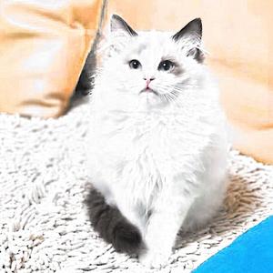 千言万语也不能表达我对你的爱