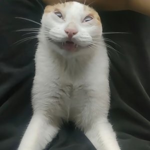 1772436789643.mp4_vocals.mp3