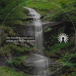 Insects and Jungle Rain