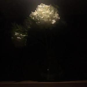 我在犹豫要不要摘下那朵花之后远去Dome
