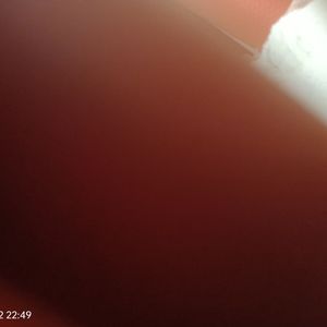 斑马，斑马