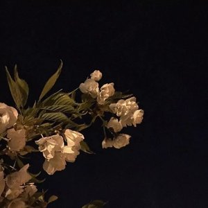 浪漫主义小黄歌（翻自 姜云升）