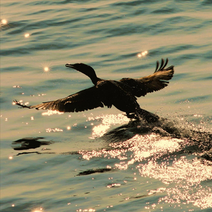 Gothic Knight Love Song