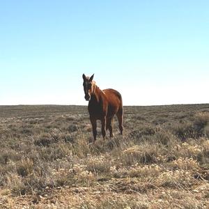horse