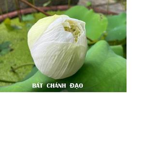 BAT CHANH DAO