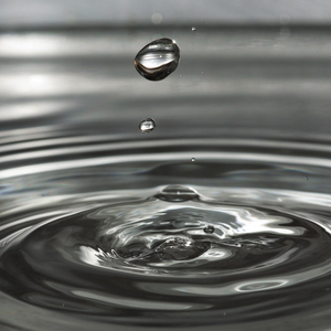 Creatures in the Rain