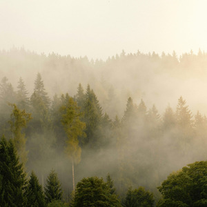 Mist