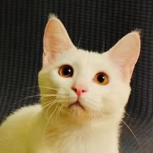 开车在悠闲小镇逛逛逛逛逛