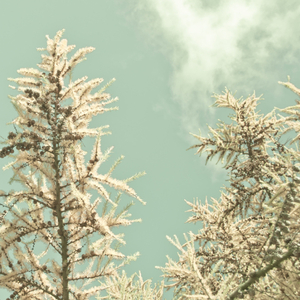 好きは透明 (Clear And Restful)