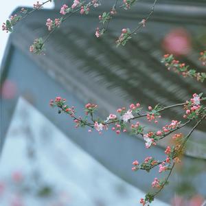 万花·一处风雪两白头