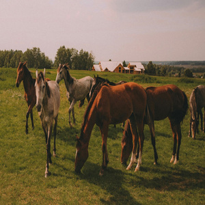 Collage caballos