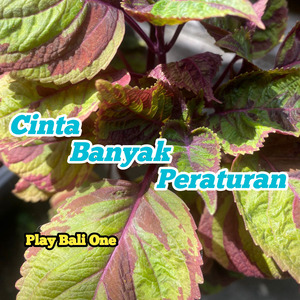 Cinta Banyak Peraturan